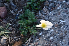 Papaver sokolovskajae