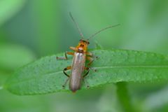 Metacantharis discoidea