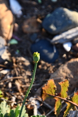 Papaver sokolovskajae