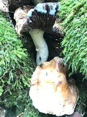 Hebeloma