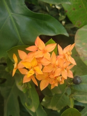 Ixoroideae