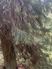 Tsuga heterophylla