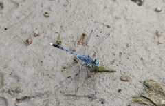 Diplacodes trivialis