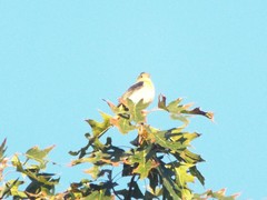 Piranga olivacea