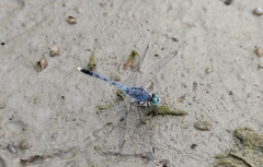 Diplacodes trivialis