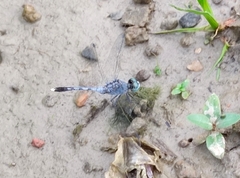 Diplacodes trivialis