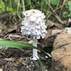 Coprinus comatus