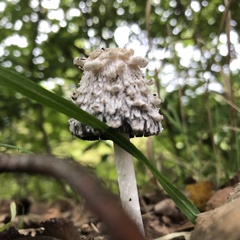 Coprinus comatus