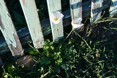 Papaver sokolovskajae