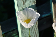 Papaver sokolovskajae