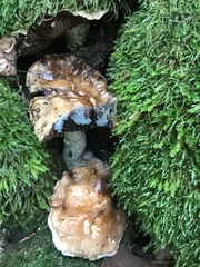 Hebeloma