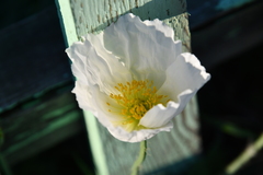 Papaver sokolovskajae