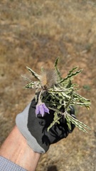Estigmene acrea