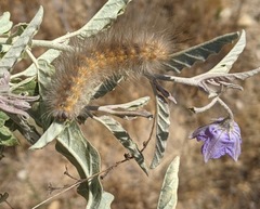 Estigmene acrea