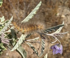 Estigmene acrea
