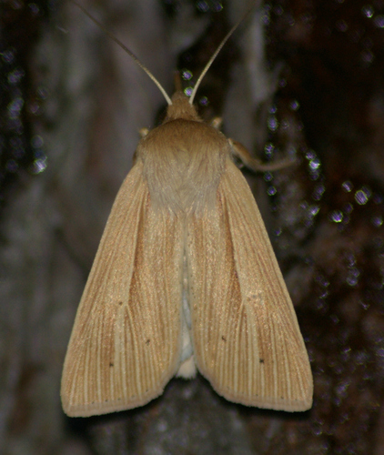 Lesser Wainscot