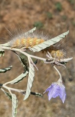 Estigmene acrea