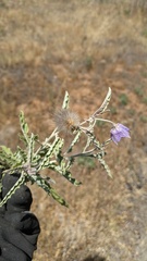 Estigmene acrea