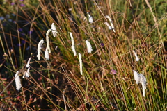 Sanguisorba parviflora