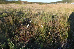 Sanguisorba parviflora