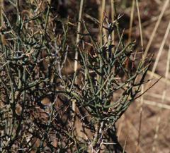 Lacomucinaea lineata