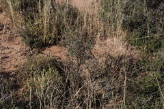 Lacomucinaea lineata