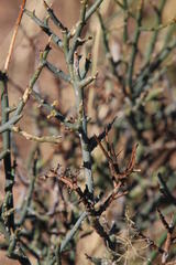 Lacomucinaea lineata