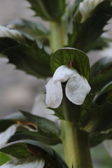 Acanthus hungaricus