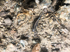 Machilinus aurantiacus