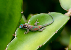 Phelsuma ornata