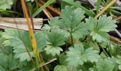 Potentilla crantzii