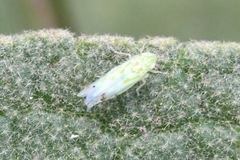 Micantulina stigmatipennis