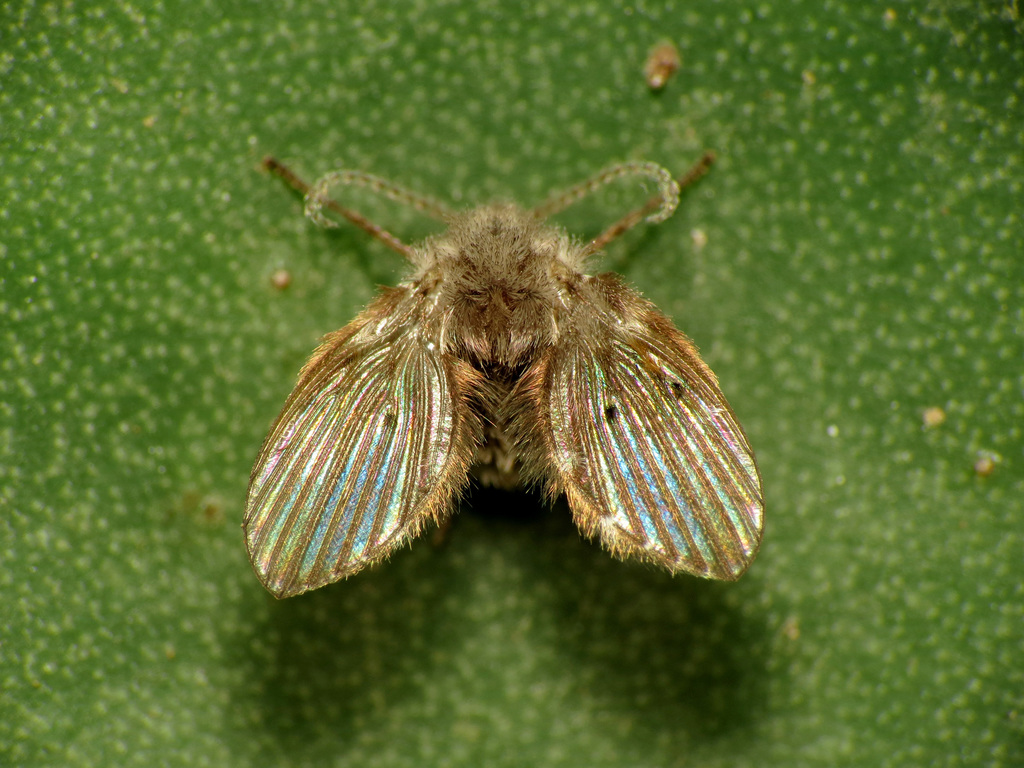 Clogmia