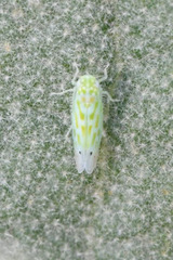 Micantulina stigmatipennis