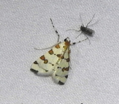 Conchylodes octonalis