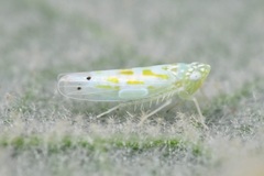 Micantulina stigmatipennis