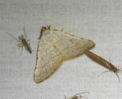 Taeniogramma tenebrosata