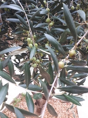 Olea europaea