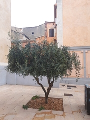 Olea europaea