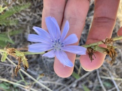 Cichorium intybus intybus