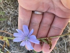 Cichorium intybus intybus