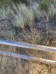 Cichorium intybus intybus