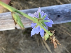 Cichorium intybus intybus
