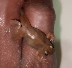 Phrynobatrachus natalensis