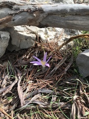 Colchicum filifolium