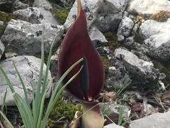 Arum pictum