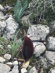 Arum pictum