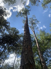 Pinus serotina