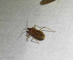 Oncerotrachelus
