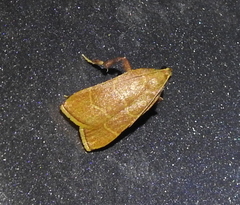 Parachma ochracealis
